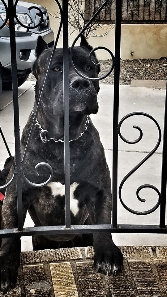 Luna's Father ABCC Manny Ramirez - Cane Corso