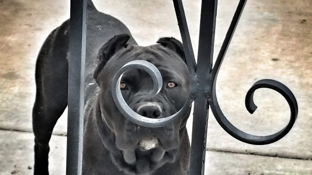 Marino's Cane Corso - Luna Marino