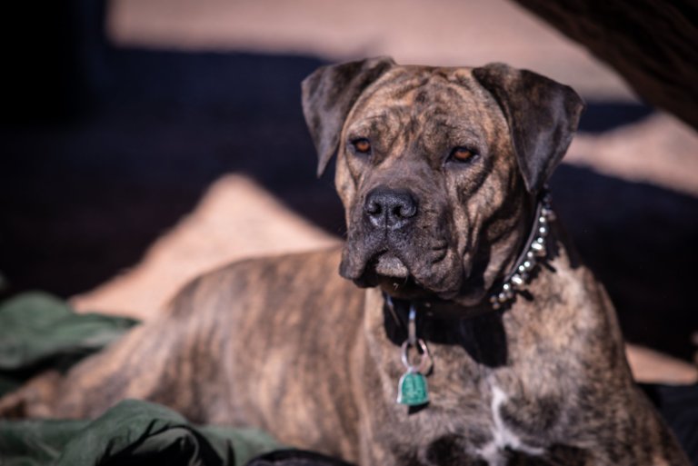 cane corso marino luna marino