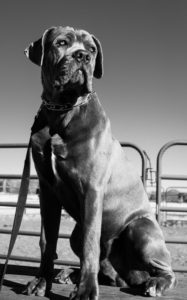 Cane Corso Marino’s Luca Brasi