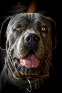 American Cane Corso